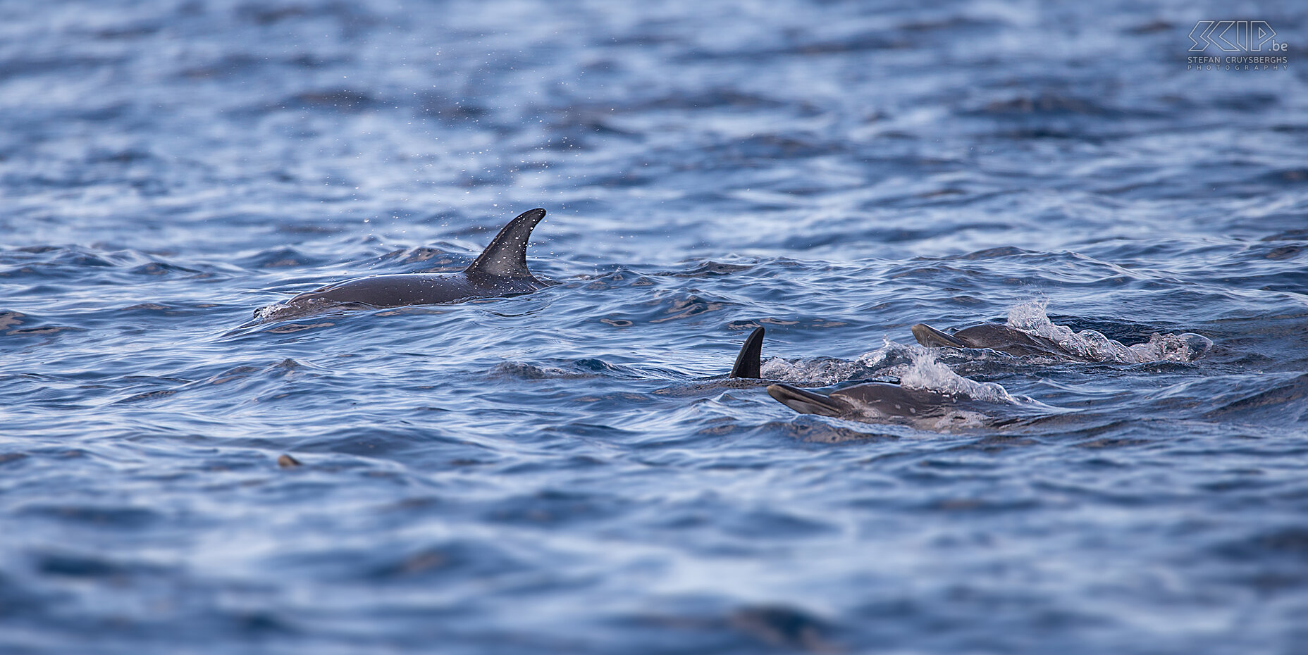 Common dolphins We also made a trip at sea to watch whales and dolphins. We didn't see any whales we spotted some large groups of common dolphins. Stefan Cruysberghs